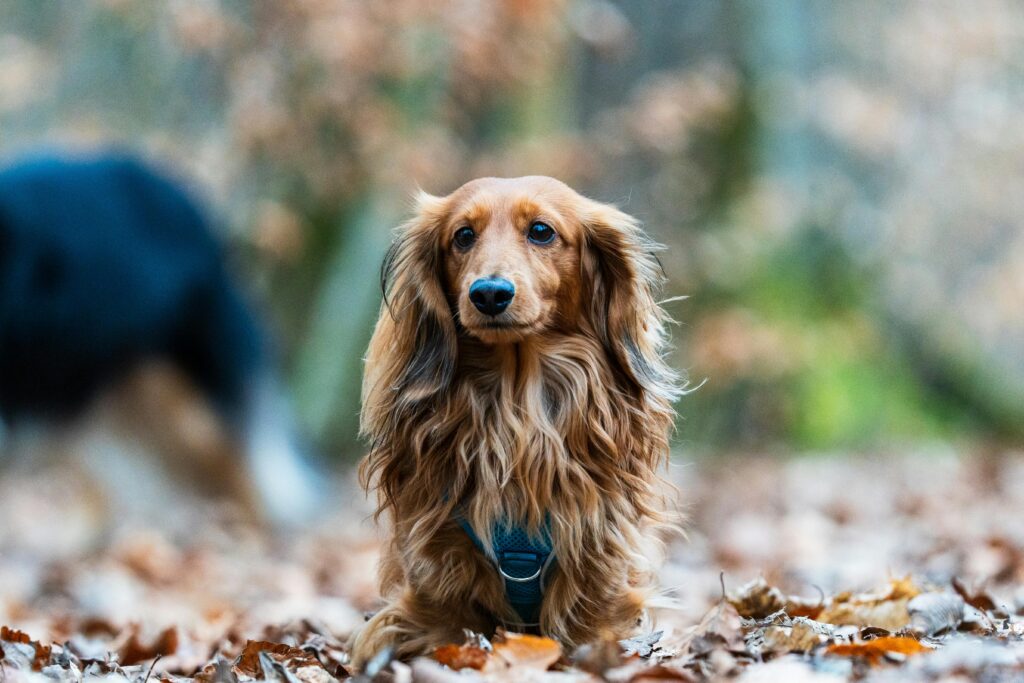 Cute long-haired dachshund exploring a forest of fallen autumn leaves, blending harmoniously with the warm season colors.